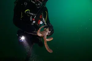 Scuba Diver Prints: Scuba diver encounter with octopus