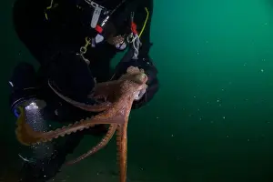 Scuba Diver Prints: Scuba diver encounter with octopus