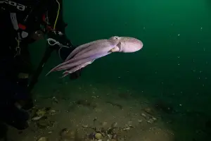 Scuba Diver Prints: Scuba diver encounter with octopus