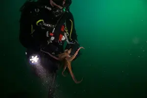 Scuba Diver Prints: Scuba diver encounter with octopus