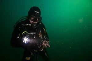 Scuba Diver Prints: Scuba diver encounter with octopus