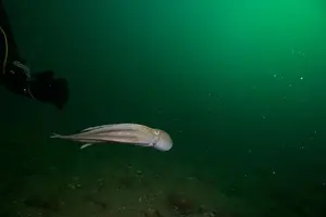 Scuba Diver Prints: Scuba diver encounter with octopus