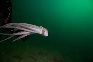Scuba Diver Prints: Scuba diver encounter with octopus