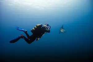 Scuba Diver Prints: A scuba diver floats effortlessly in the deep blue sea alongside a magnificent Mola mola or sunfish