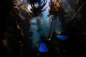 Beneath Prints: Scuba diver swimming through the dark murky kelp forest from behind with his blue fins
