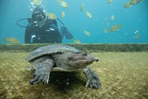 25 29 Years Prints: Scuba diver swimming underwater with Virgil the turtle