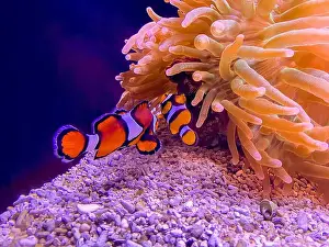 Anemone Fish Prints: Sea anemone and clown fish in marine aquarium