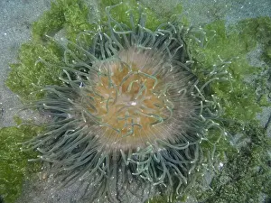 Bays Prints: A sea anemone with green tentacles