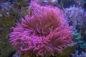 Anemone Fish Prints: Sea anemone a in marine aquarium. salt water aquarium