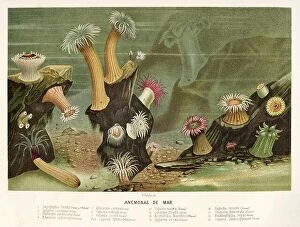 Trending: Sea anemone. Old 19th century Color lithography illustration from El Mundo Ilustrado 1880