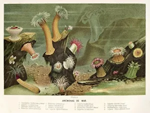 Art And Craft Prints: Sea anemone. Old 19th century Color lithography illustration from El Mundo Ilustrado 1880