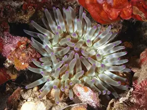 Cote Dazur Prints: Sea anemone with purple tips and green tentacles