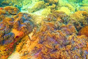Polyp Prints: Sea anemone tentacles colony settlements in their natural habitat warm tropical waters on rocks corals reef