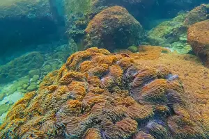 Polyp Prints: Sea anemone tentacles colony settlements in their natural habitat warm tropical waters on rocks corals reef