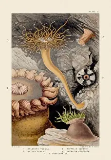 Sea Anemones and Corals. Vintage Zoological illustration. Circa 1860