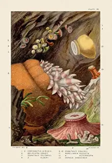 Sea Anemones and Corals. Vintage Zoological illustration. Circa 1860