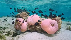 Anemone Prints: Sea anemones with fish underwater in the Pacific ocean (Heteractis magnifica with Dascyllus trimaculatus)