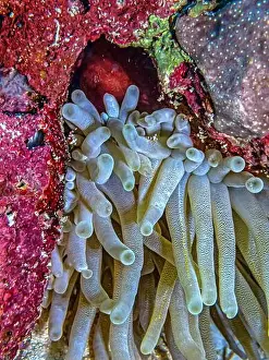 Predatory Prints: Sea anemones are a group of marine, predatory animals of the order Actiniaria