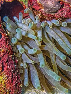 Sponges Prints: Sea anemones are a group of marine, predatory animals of the order Actiniaria