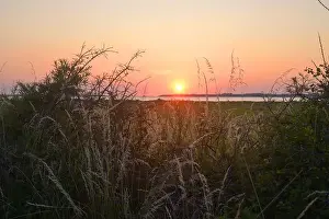 Peaceful Nature Prints: Sea buckthorn bushes, grass, and vegetation, sunset over the Salzhaff in Germany