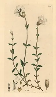Smith Prints: Sea campion, Silene maritima