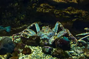 Oceanarium Prints: Sea crab in its natural habitat