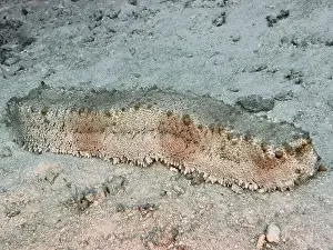 Surfaces Prints: Sea cucumber with patterned surface