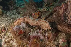 Cucumbers Prints: Sea cucumber in the Red Sea Colorful and beautiful, Eilat Israel