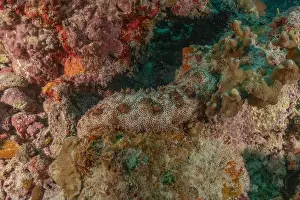 Cucumbers Prints: Sea cucumber in the Red Sea Colorful and beautiful, Eilat Israel