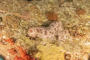 Echinoderm Prints: Sea cucumber in the Red Sea Colorful and beautiful, Eilat Israel