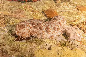 Echinoderm Prints: Sea cucumber in the Red Sea Colorful and beautiful, Eilat Israel