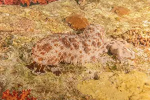 Echinoderm Prints: Sea cucumber in the Red Sea Colorful and beautiful, Eilat Israel