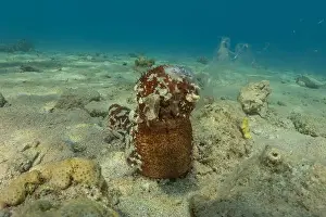 Echinoderm Prints: Sea cucumber in the Red Sea Colorful and beautiful, Eilat Israel
