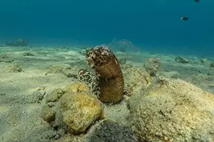 Echinoderm Prints: Sea cucumber in the Red Sea Colorful and beautiful, Eilat Israel