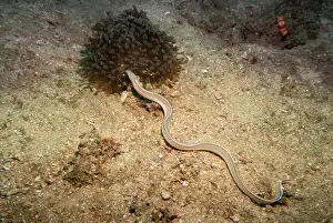 Fujairah Prints: A sea eel mimicking a snake at the bottom of the Gulf of Oman in Fujairah