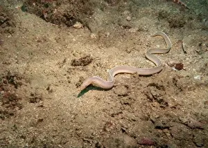 Fujairah Prints: A sea eel mimicking a snake at the bottom of the Gulf of Oman in Fujairah