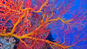 Biosphere Prints: Sea Fan, Sea Whips, Gorgonian, Reef Building Corals