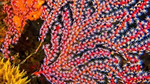 Biosphere Prints: Sea Fan, Sea Whips, Gorgonian, Reef Building Corals