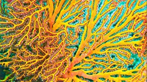Biosphere Prints: Sea Fan, Sea Whips, Gorgonian, Reef Building Corals