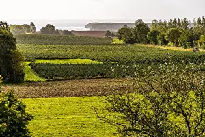 Rural Area Prints: The sea is never far away on Funen
