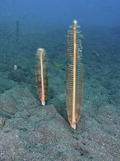 Filigree Prints: Two sea feathers (Virgularia) standing upright on the sandy seabed