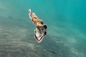 Underwater Photograph Prints: Sea flatworm near Marsa Alam, underwater photograph, Red Sea, Egypt