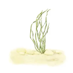 Seagrass Prints: Sea green algae in the rocks on the sandy bottom