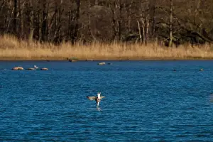 Outdoor Recreation Prints: Sea gull diving into the sea to catch a fish