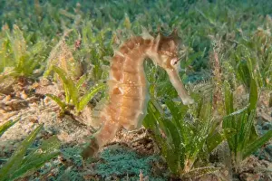 Seahorses Prints: Sea Horse in the Red Sea Colorful and beautiful, Eilat Israel