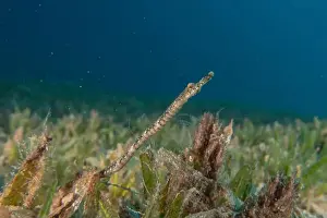 Seahorses Prints: Sea Horse in the Red Sea Colorful and beautiful, Eilat Israel
