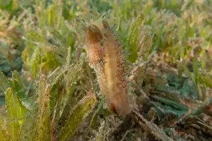 Seahorses Prints: Sea Horse in the Red Sea Colorful and beautiful, Eilat Israel