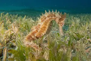 Seahorses Prints: Sea Horse in the Red Sea Colorful and beautiful, Eilat Israel