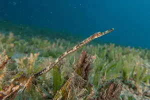 Seahorses Prints: Sea Horse in the Red Sea Colorful and beautiful, Eilat Israel