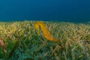 Aquatic Animal Prints: Sea Horse in the Red Sea Colorful and beautiful, Eilat Israel